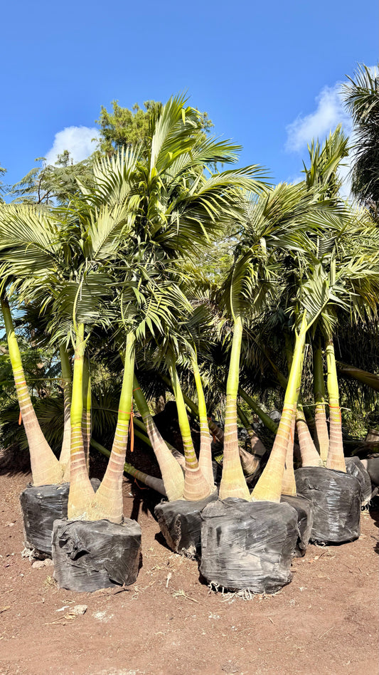 King Alexandra Palm