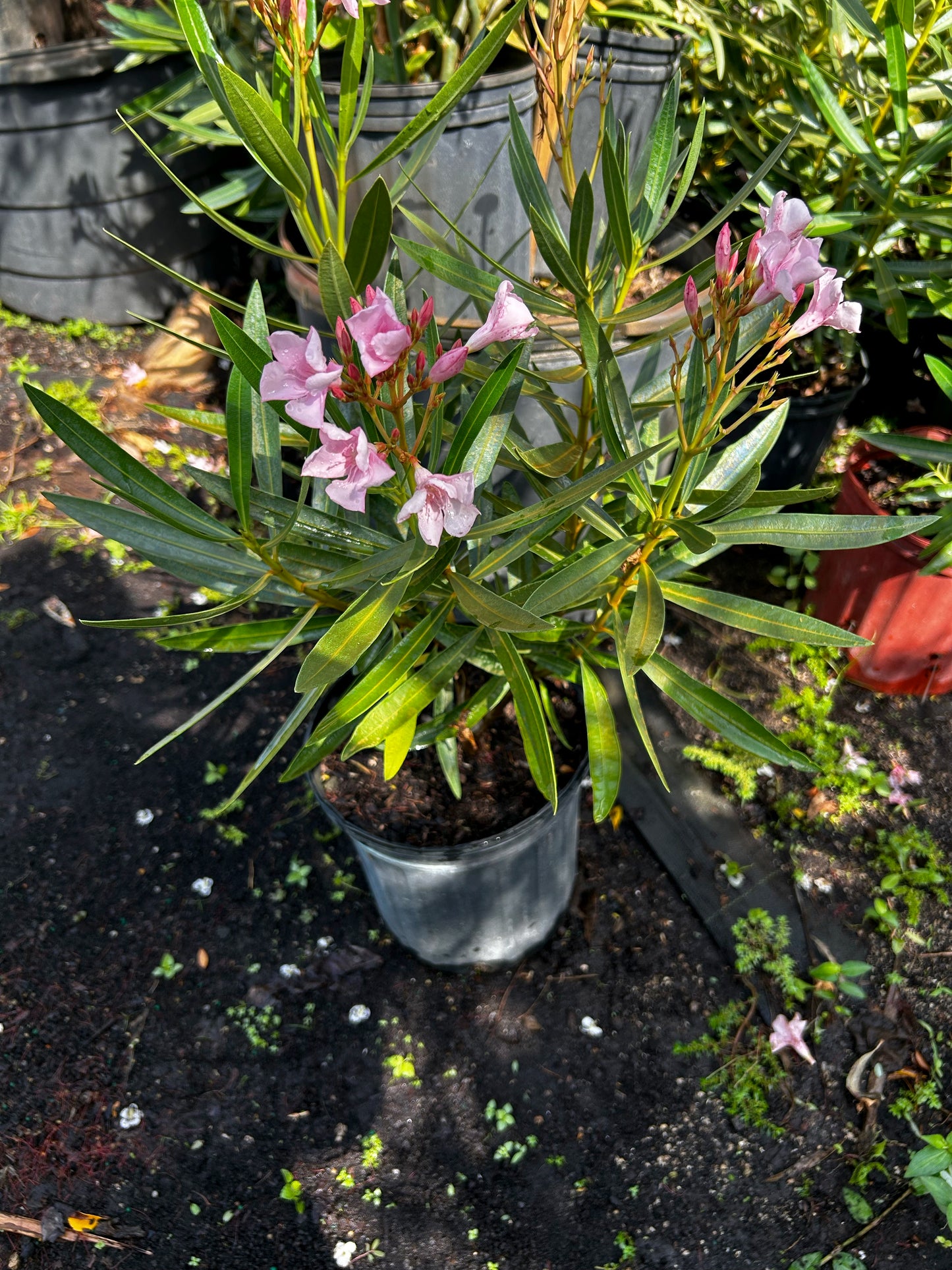 Oleander
