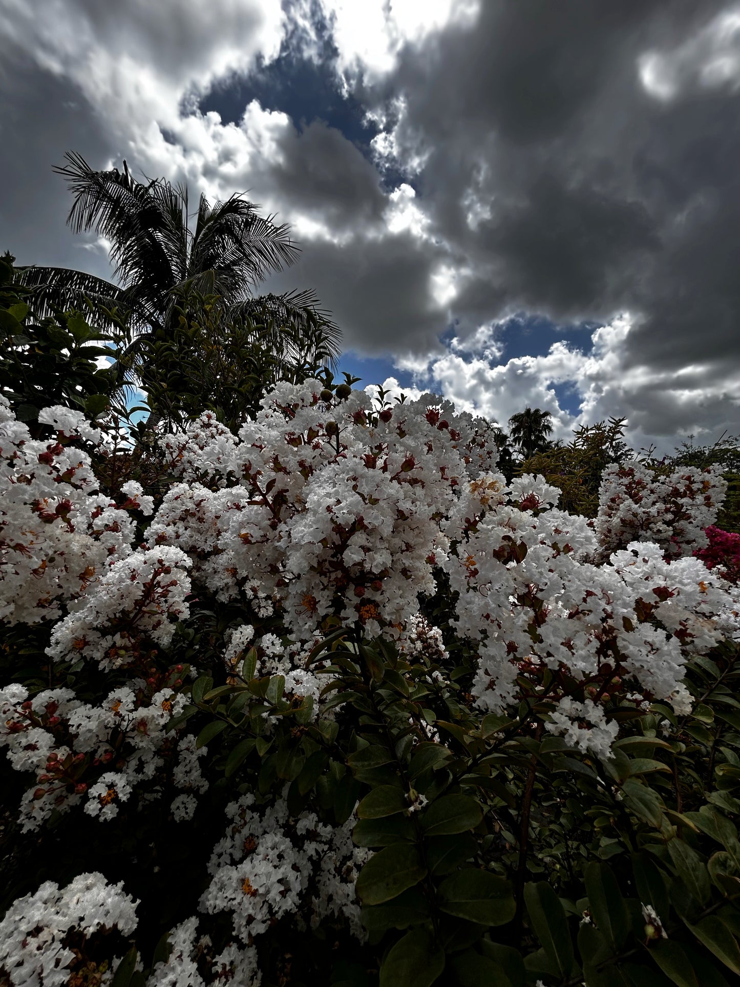 Crape Myrtle - Multi-Stem