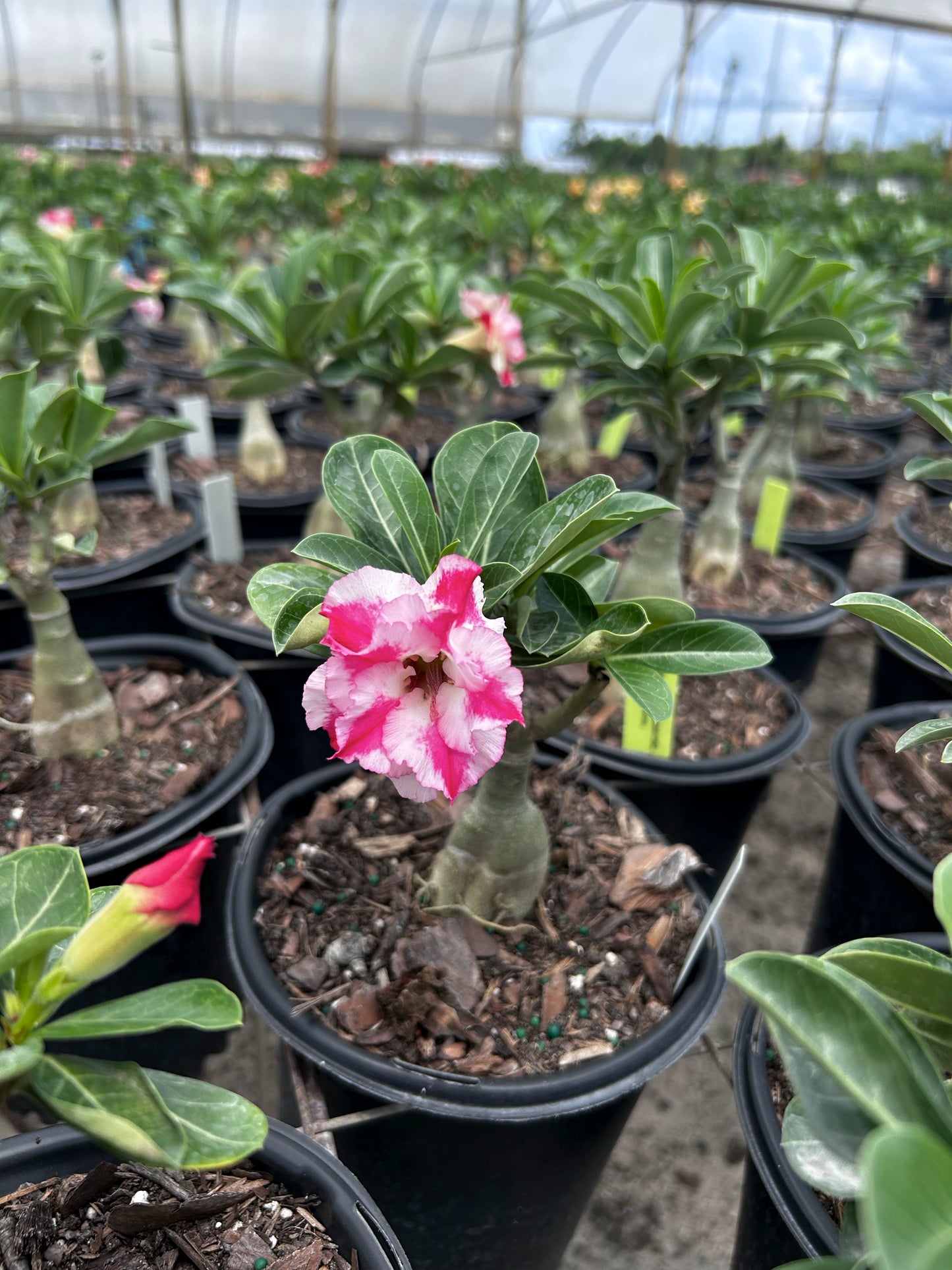 Desert Rose