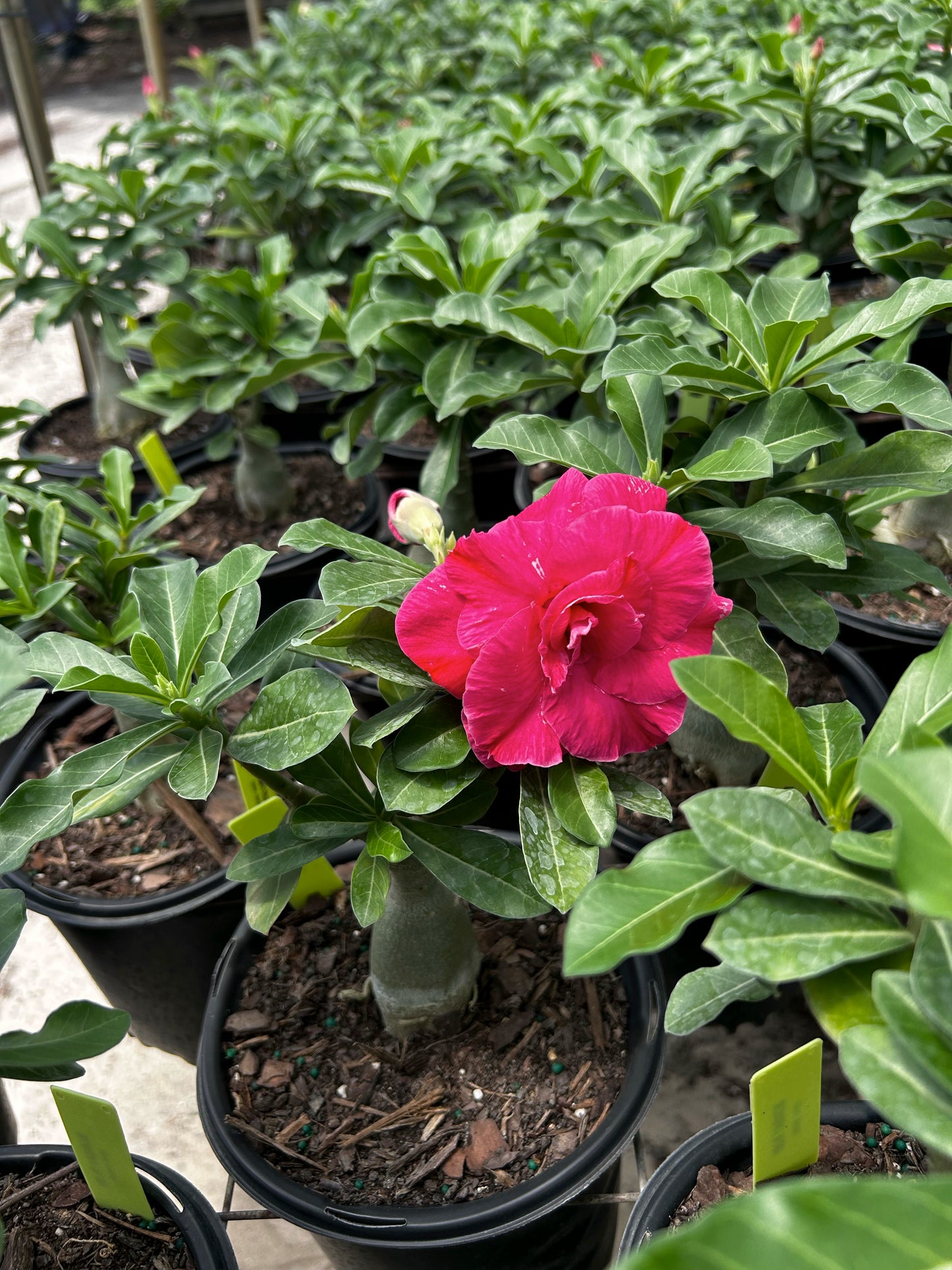 Desert Rose