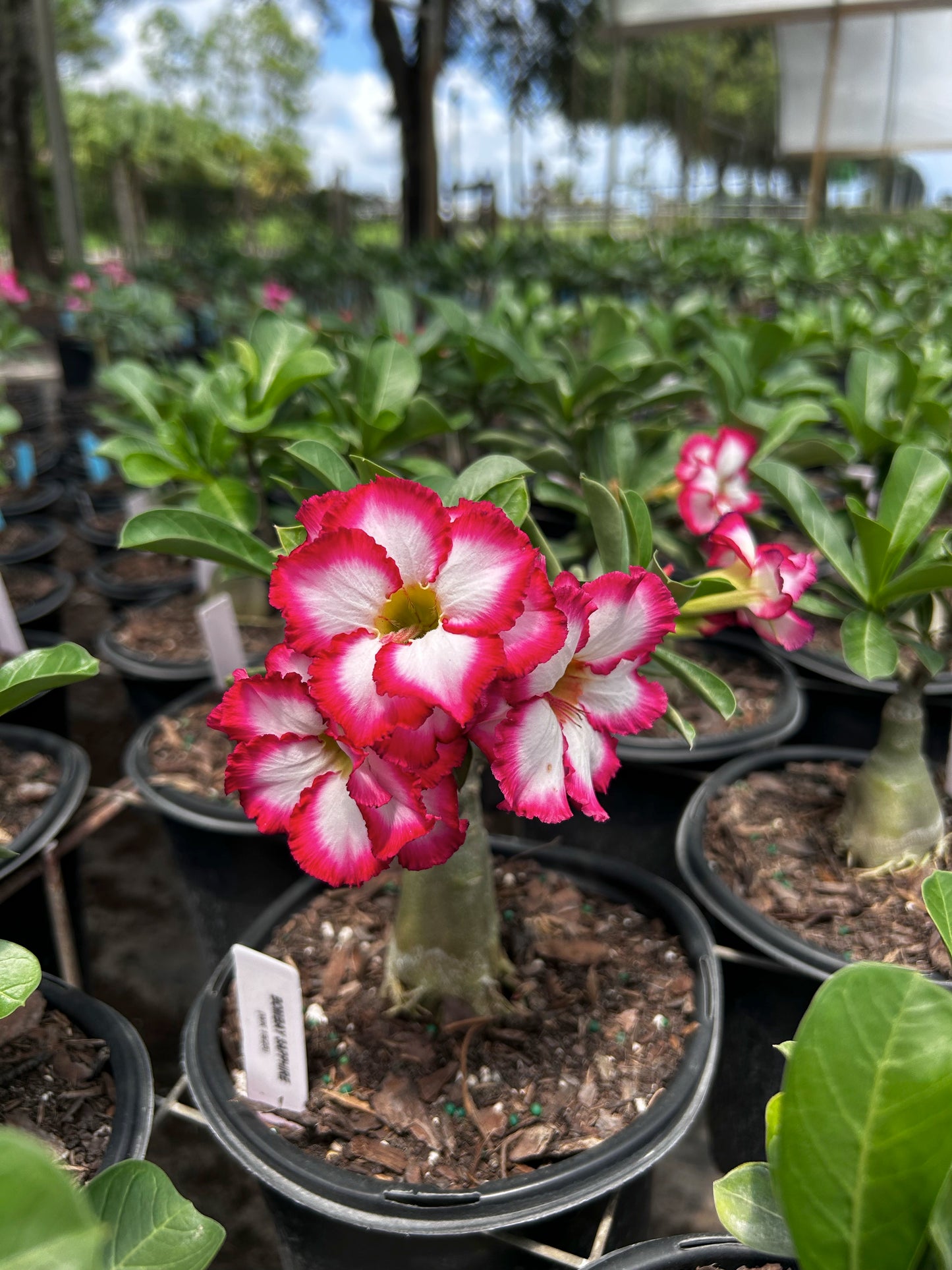Desert Rose