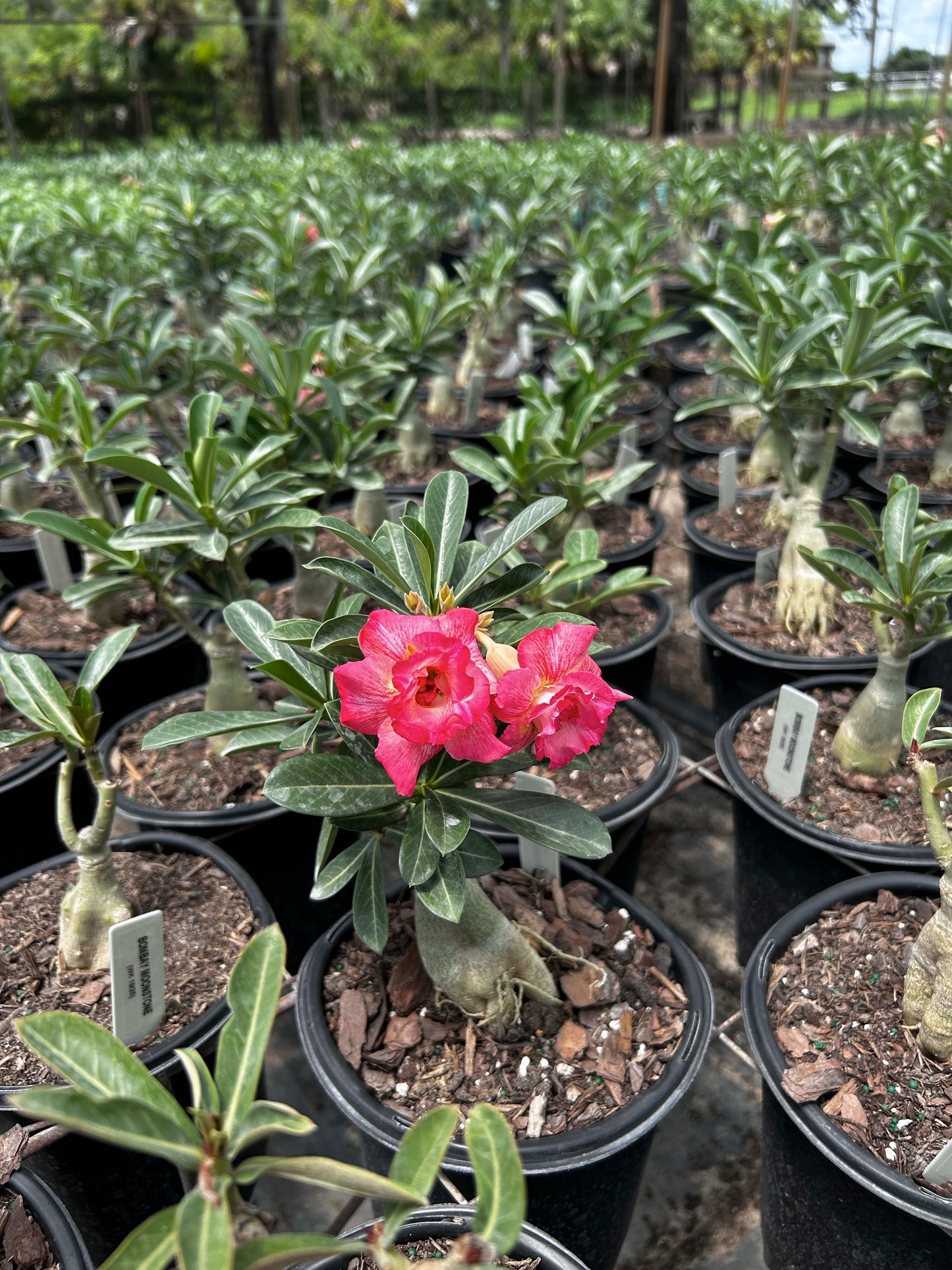 Desert Rose
