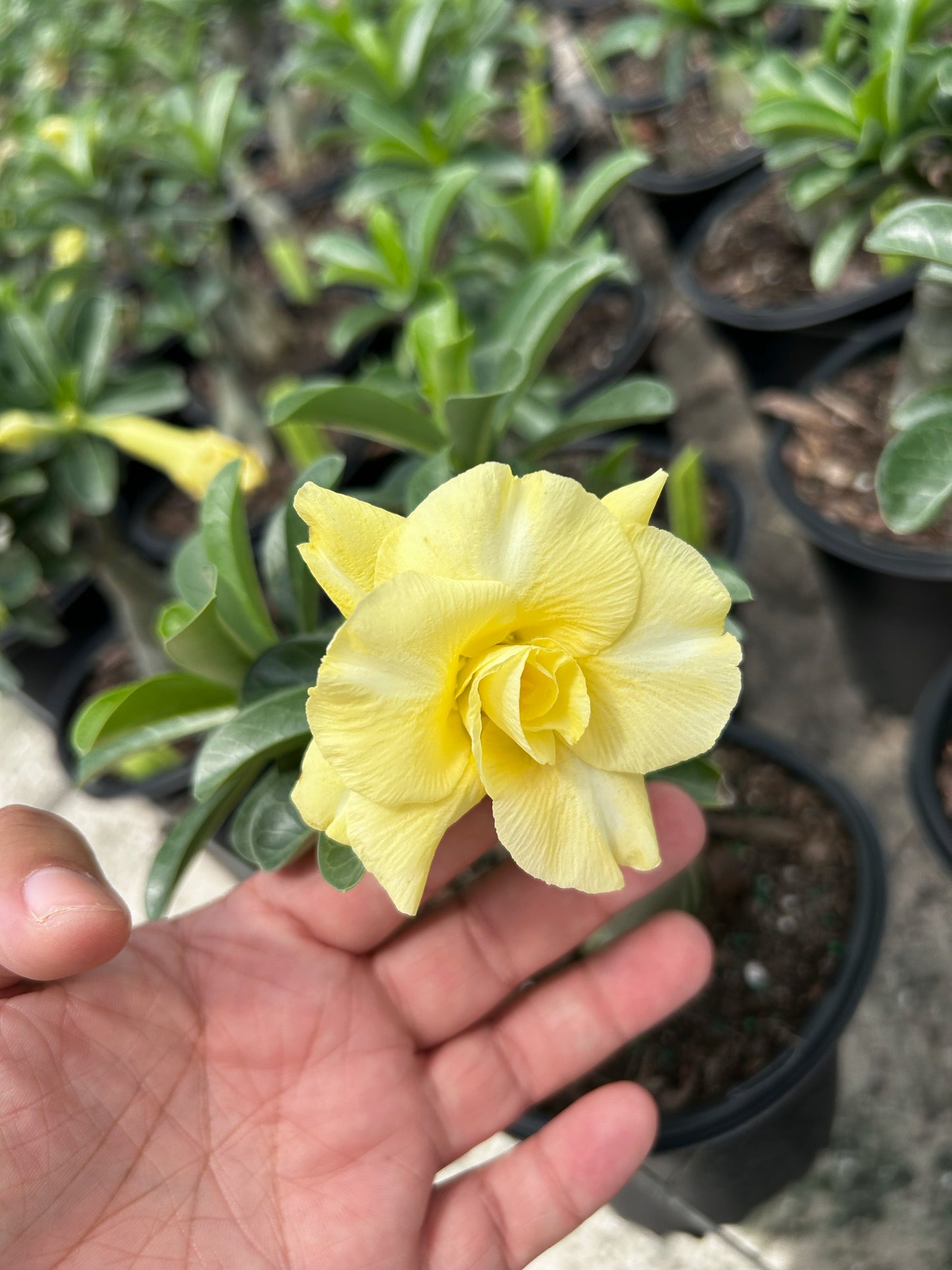 Desert Rose