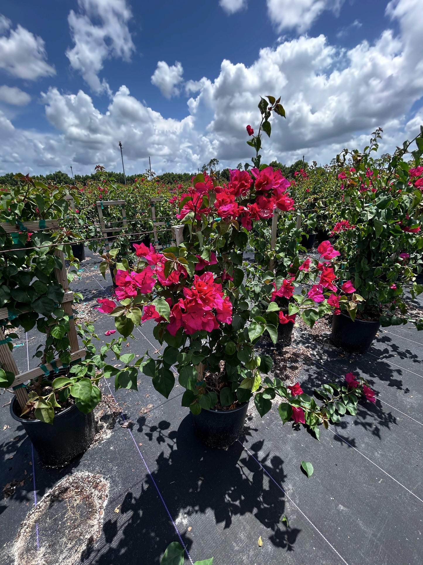 Bougainvillea Trellis