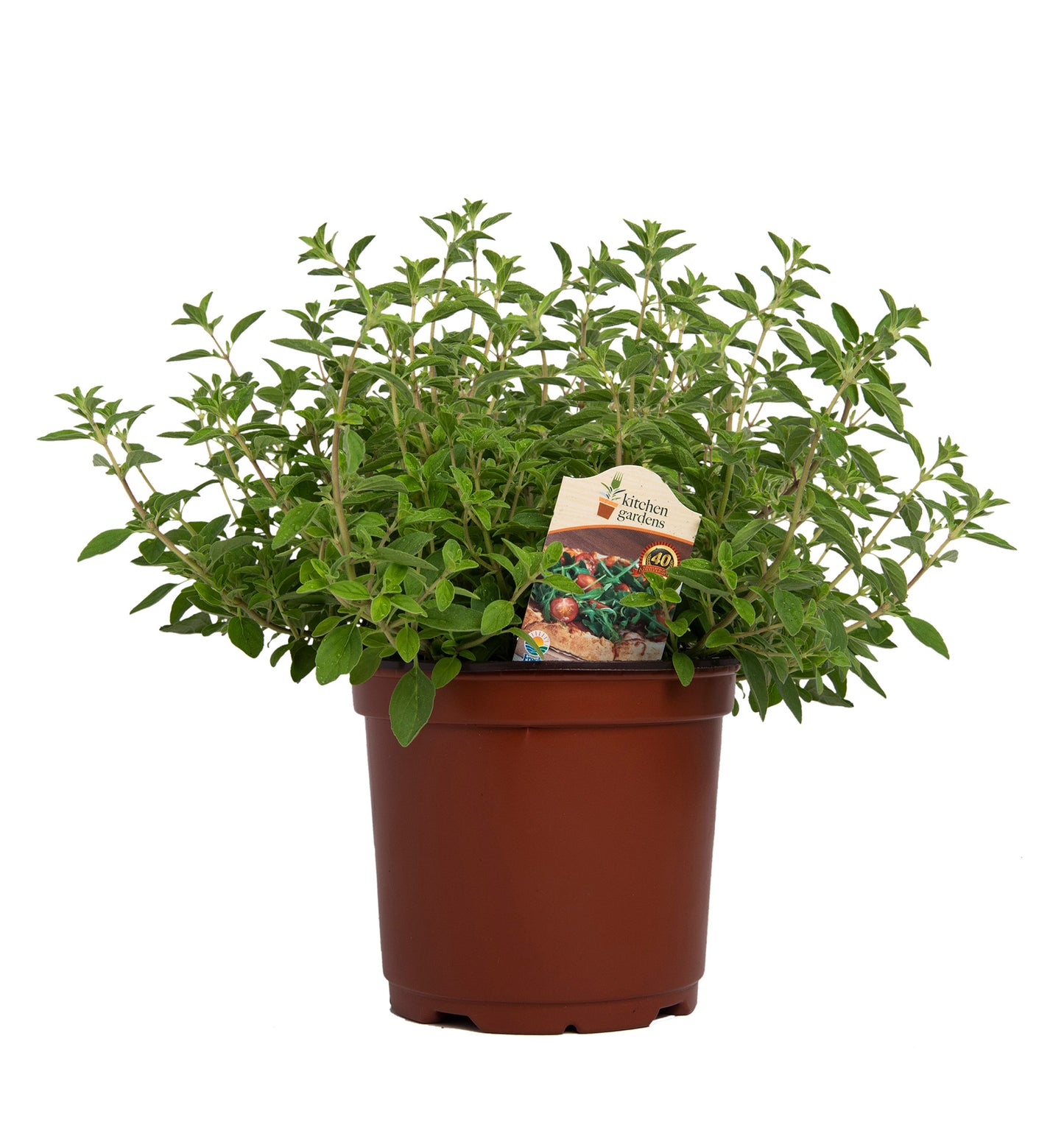 Herbs