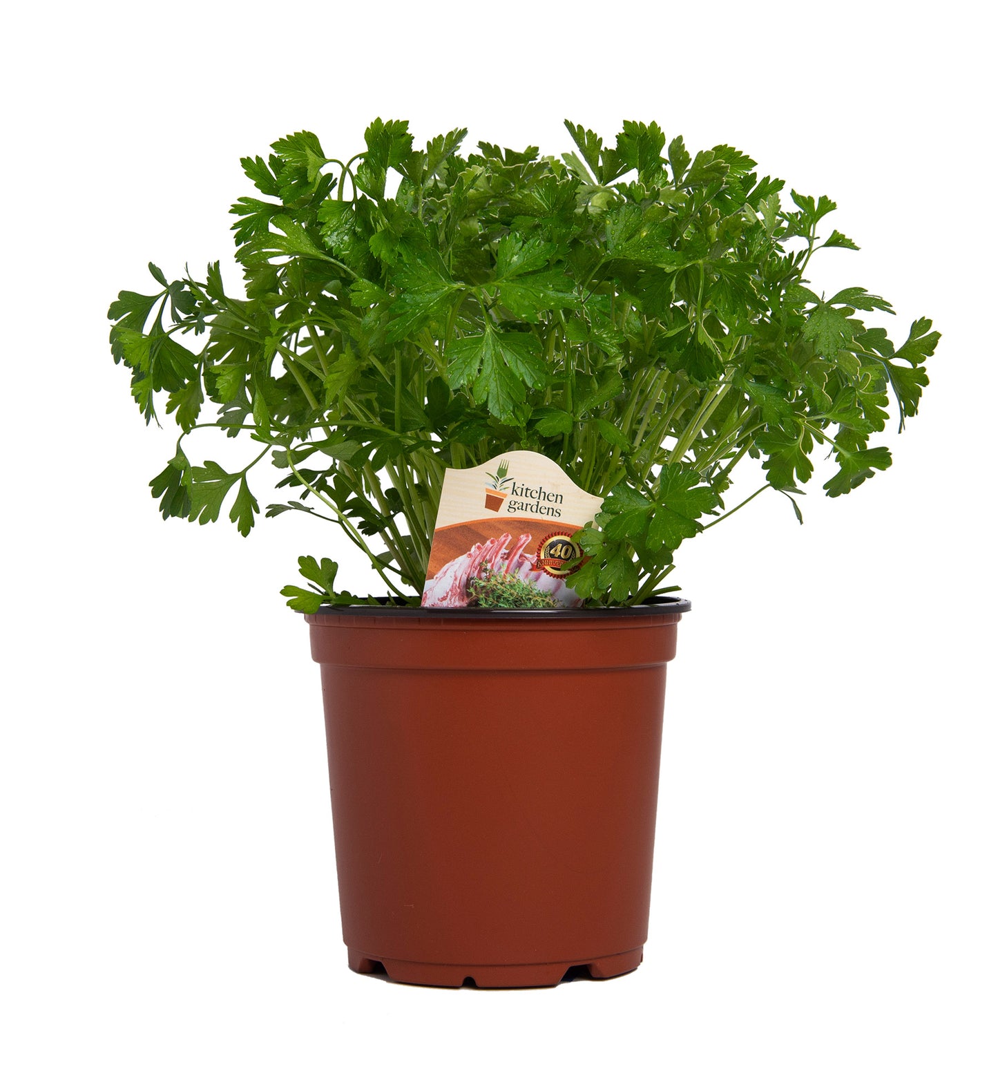 Herbs