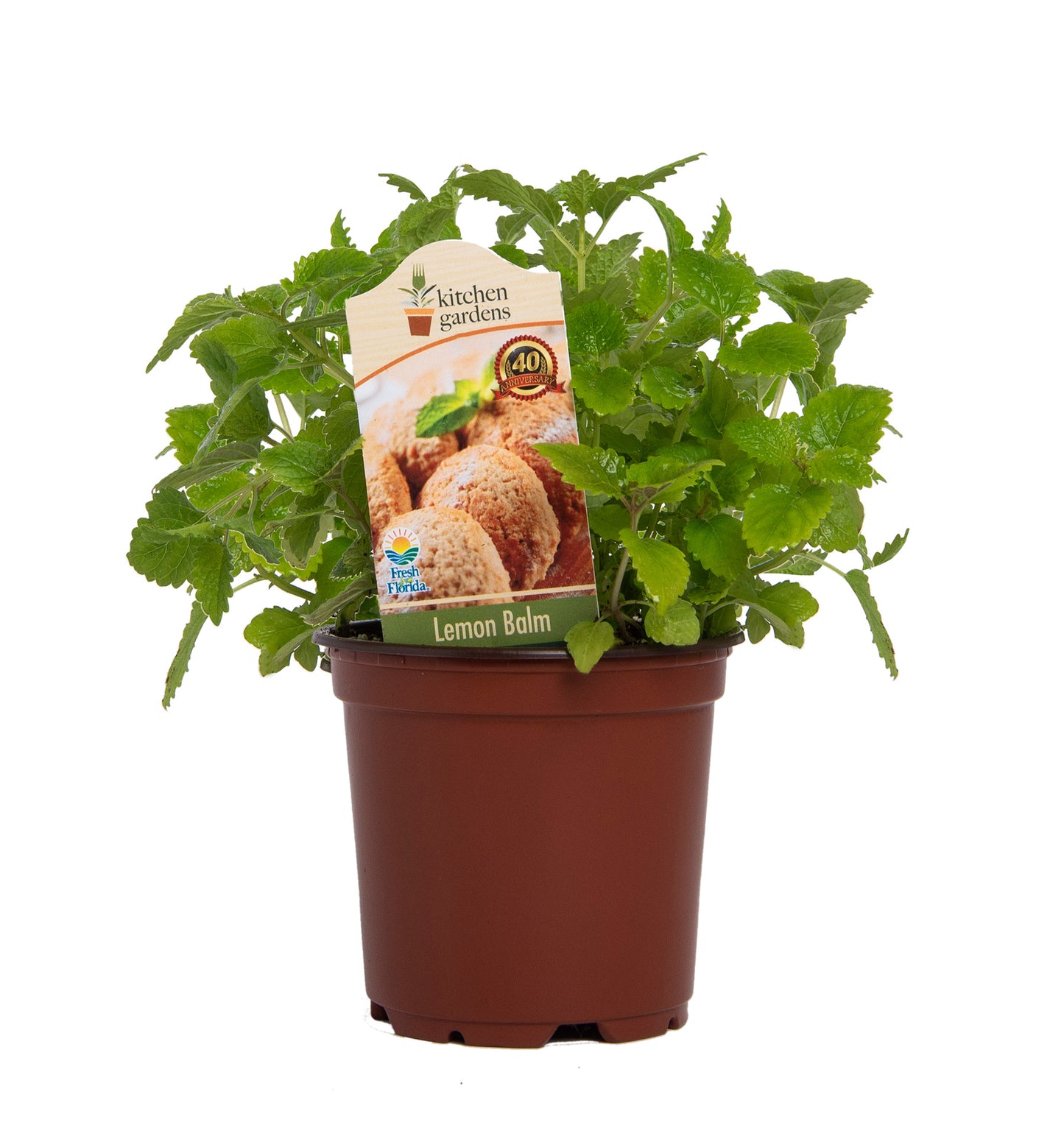 Herbs