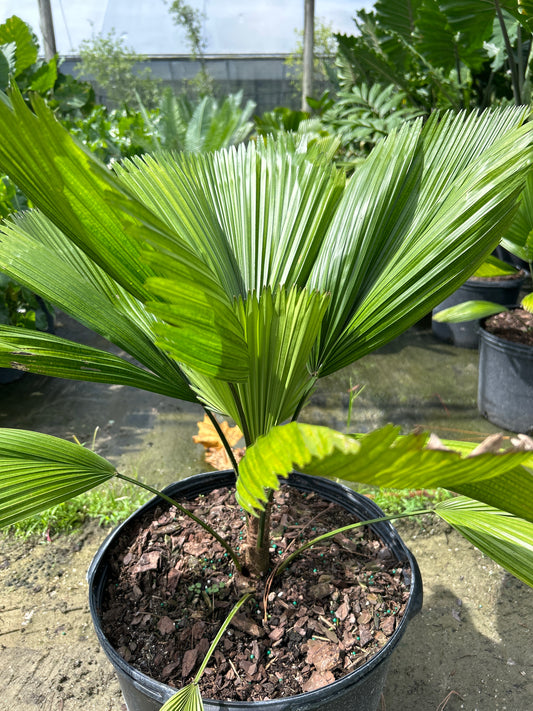 Licuala Palm