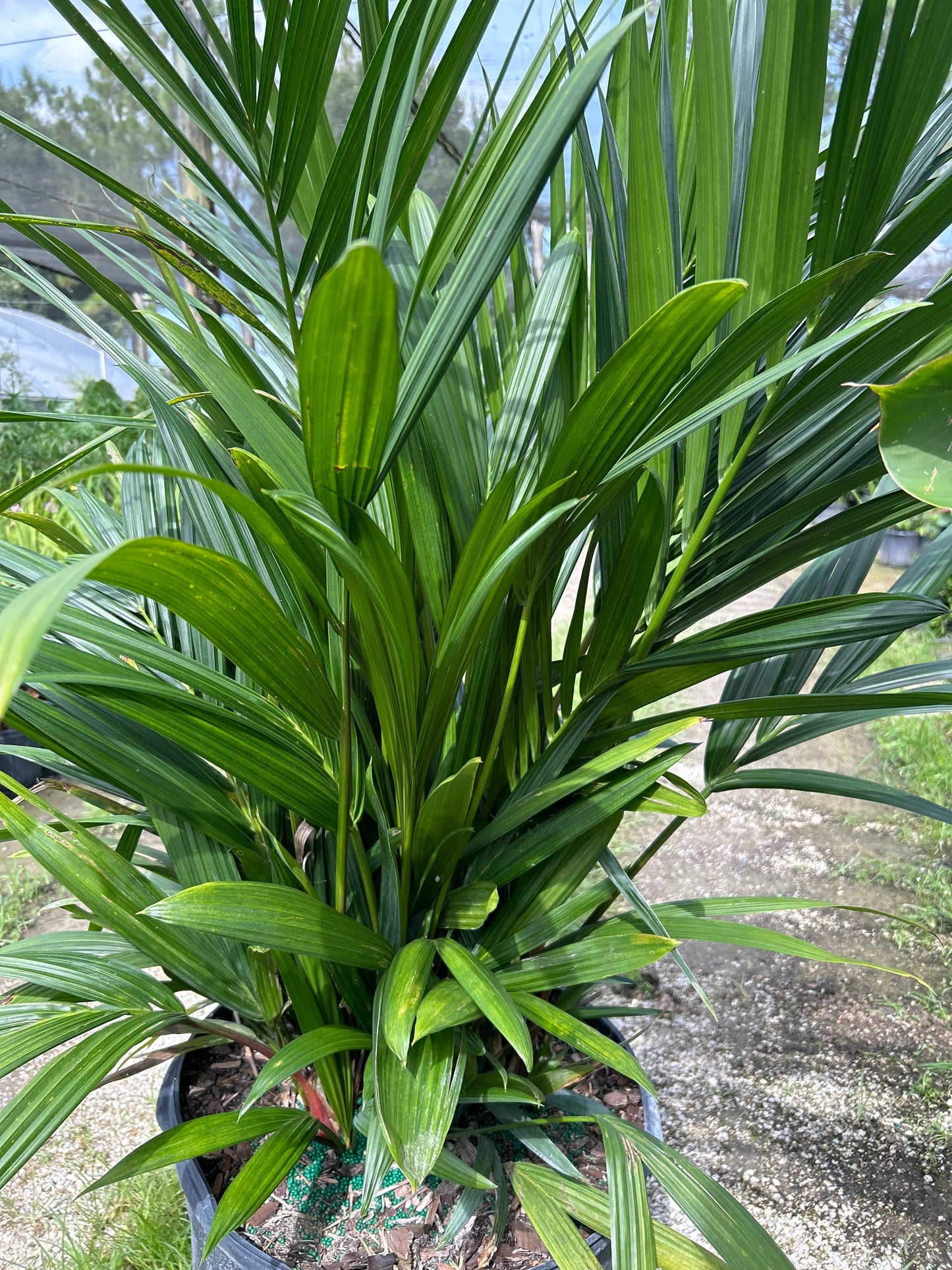 Lipstick Palm