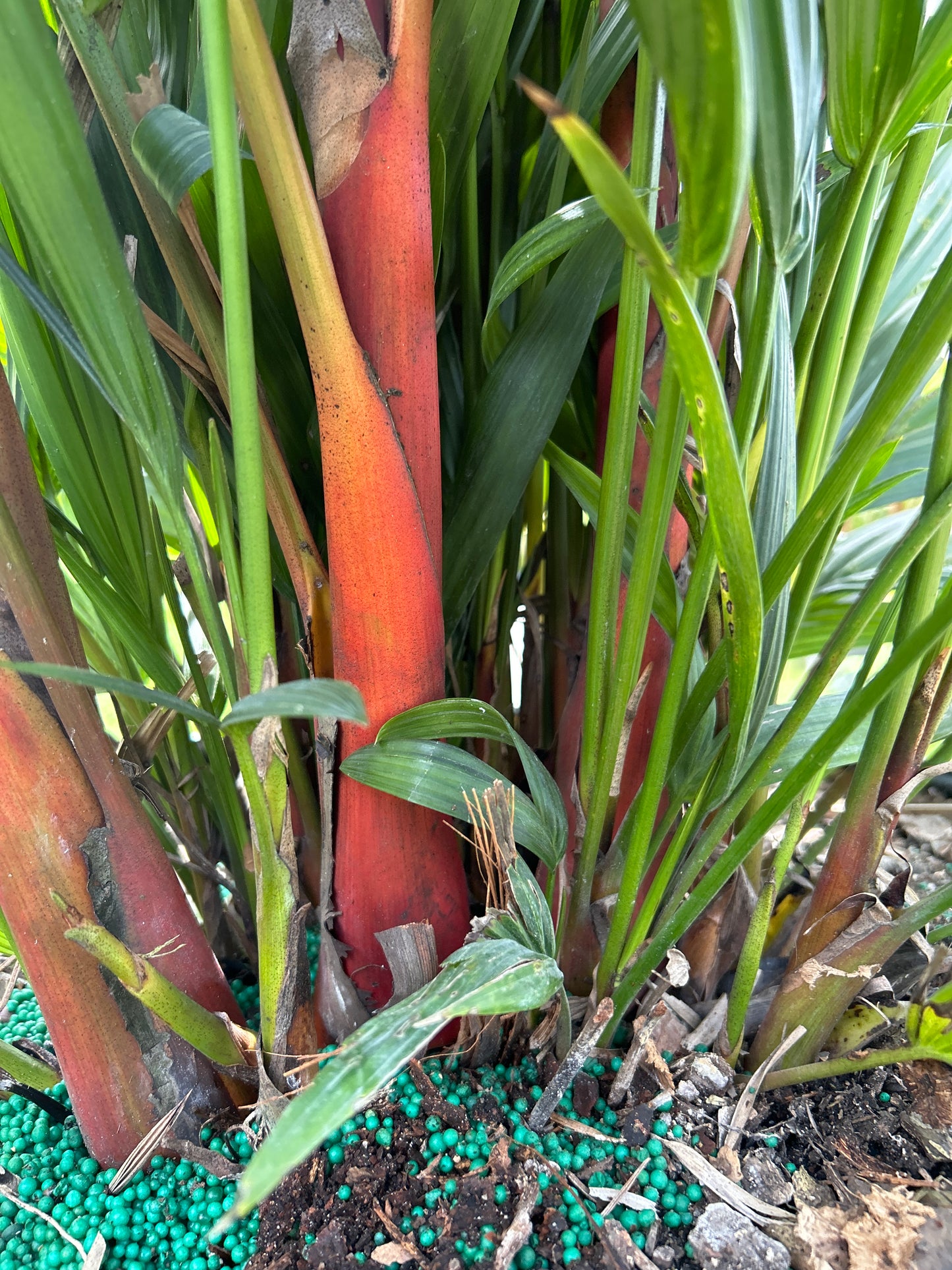 Lipstick Palm