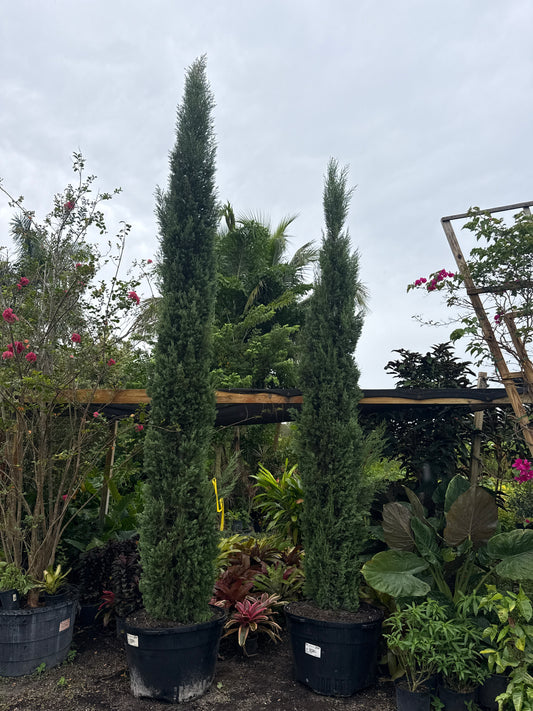 Italian Cypress