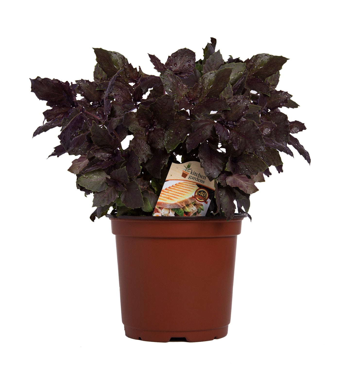 Herbs