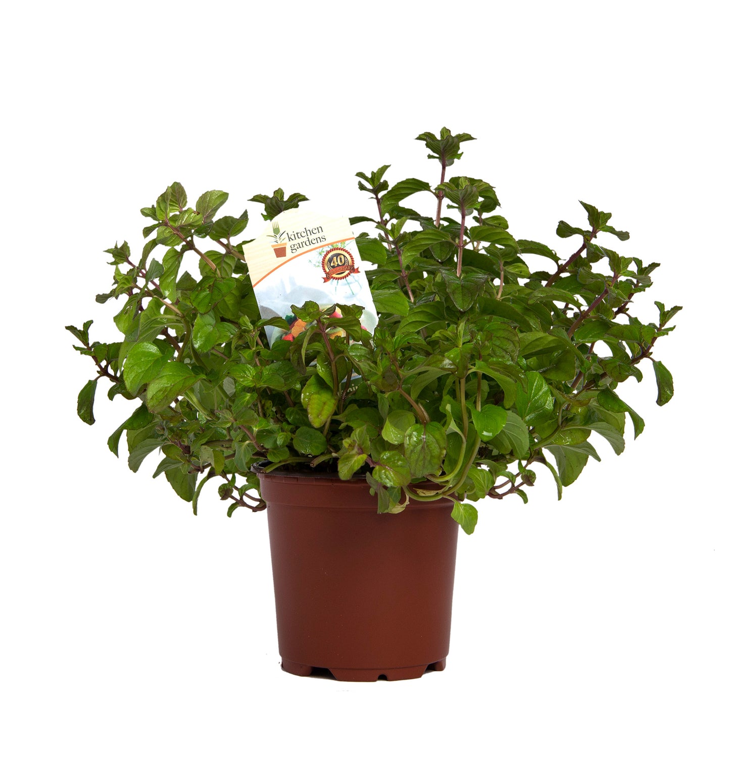 Herbs