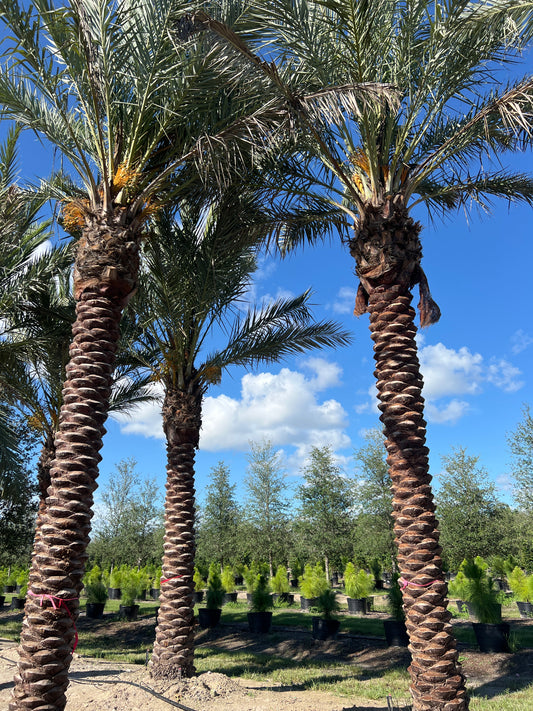 Medjool Palm
