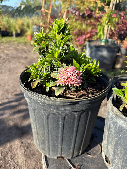 Dwarf Ixora