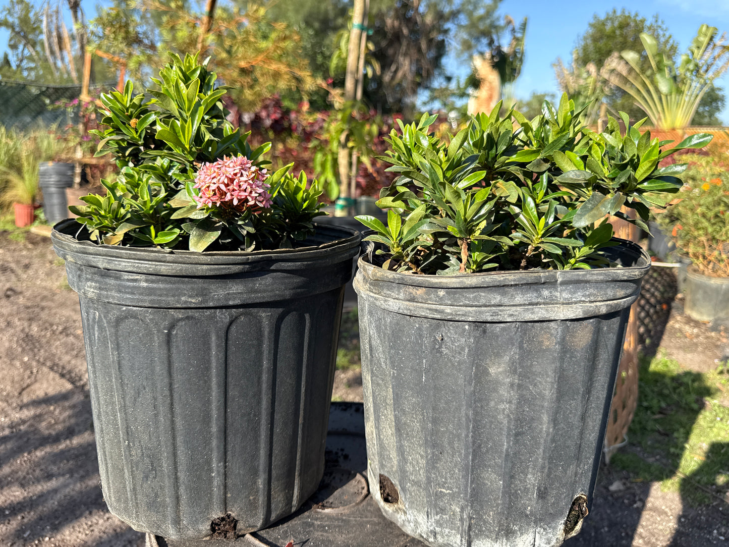 Dwarf Ixora