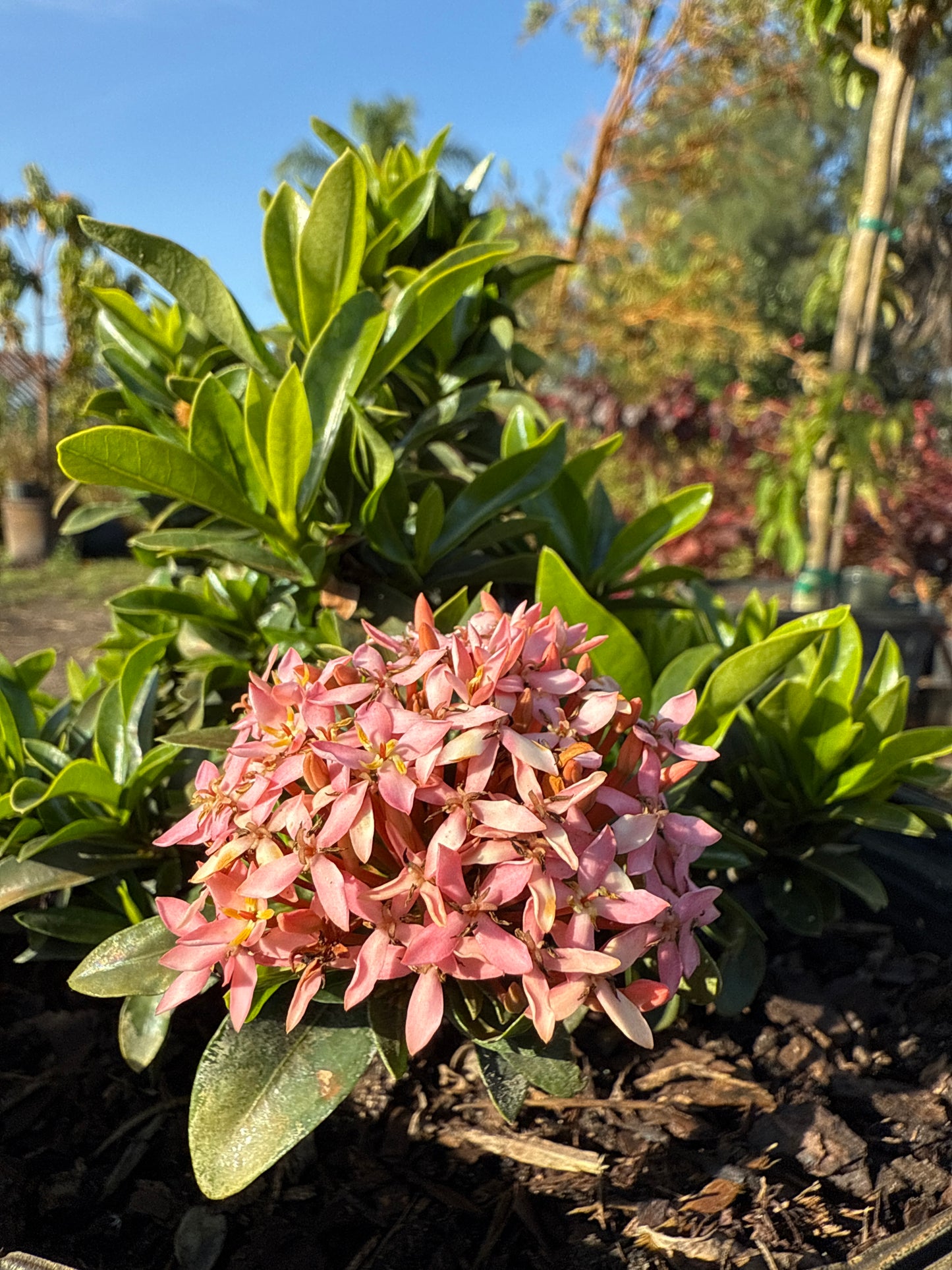 Dwarf Ixora