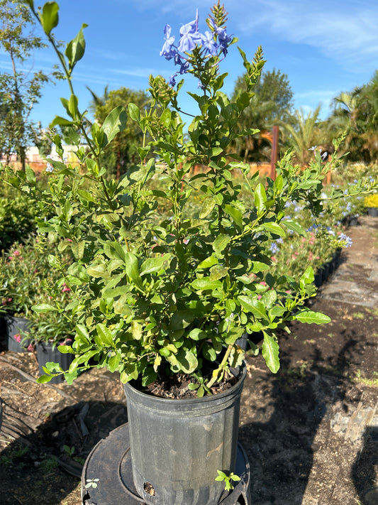 Plumbago Blue