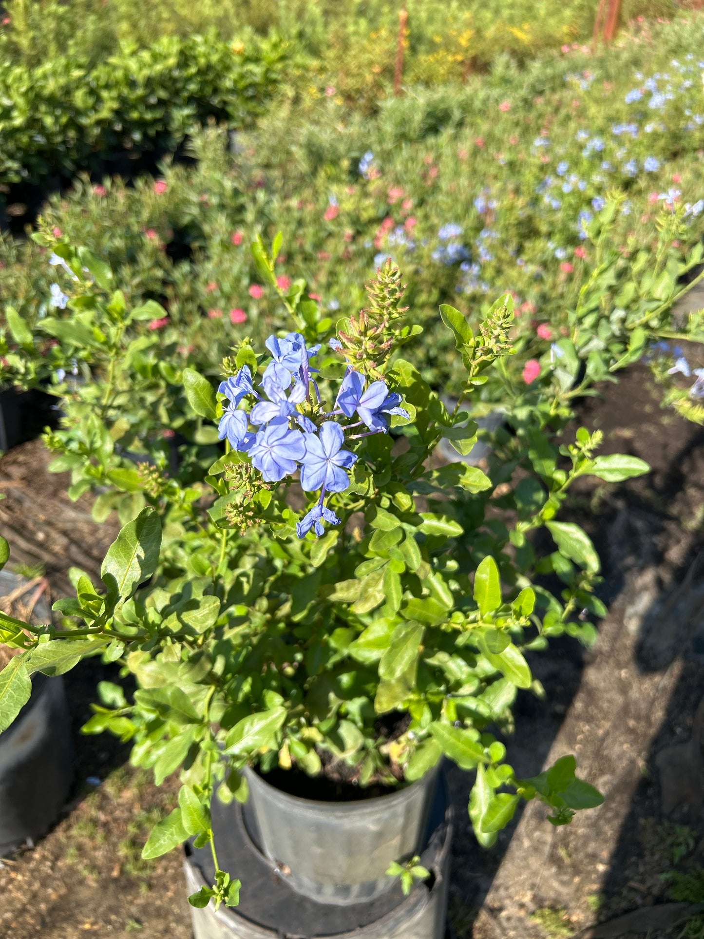 Plumbago Blue