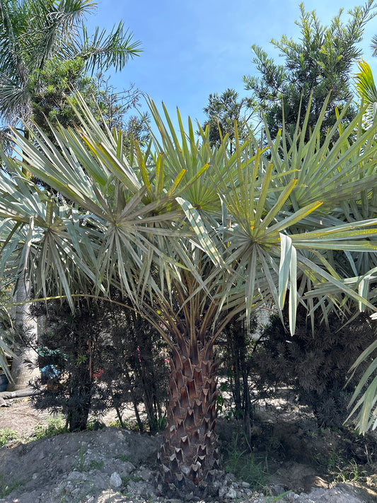 Copernicia Alba