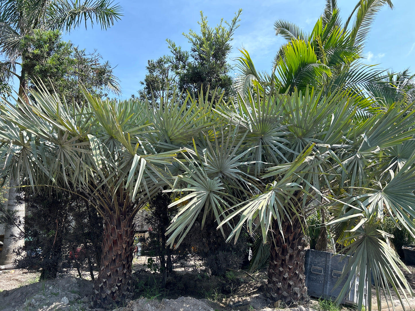Copernicia Alba