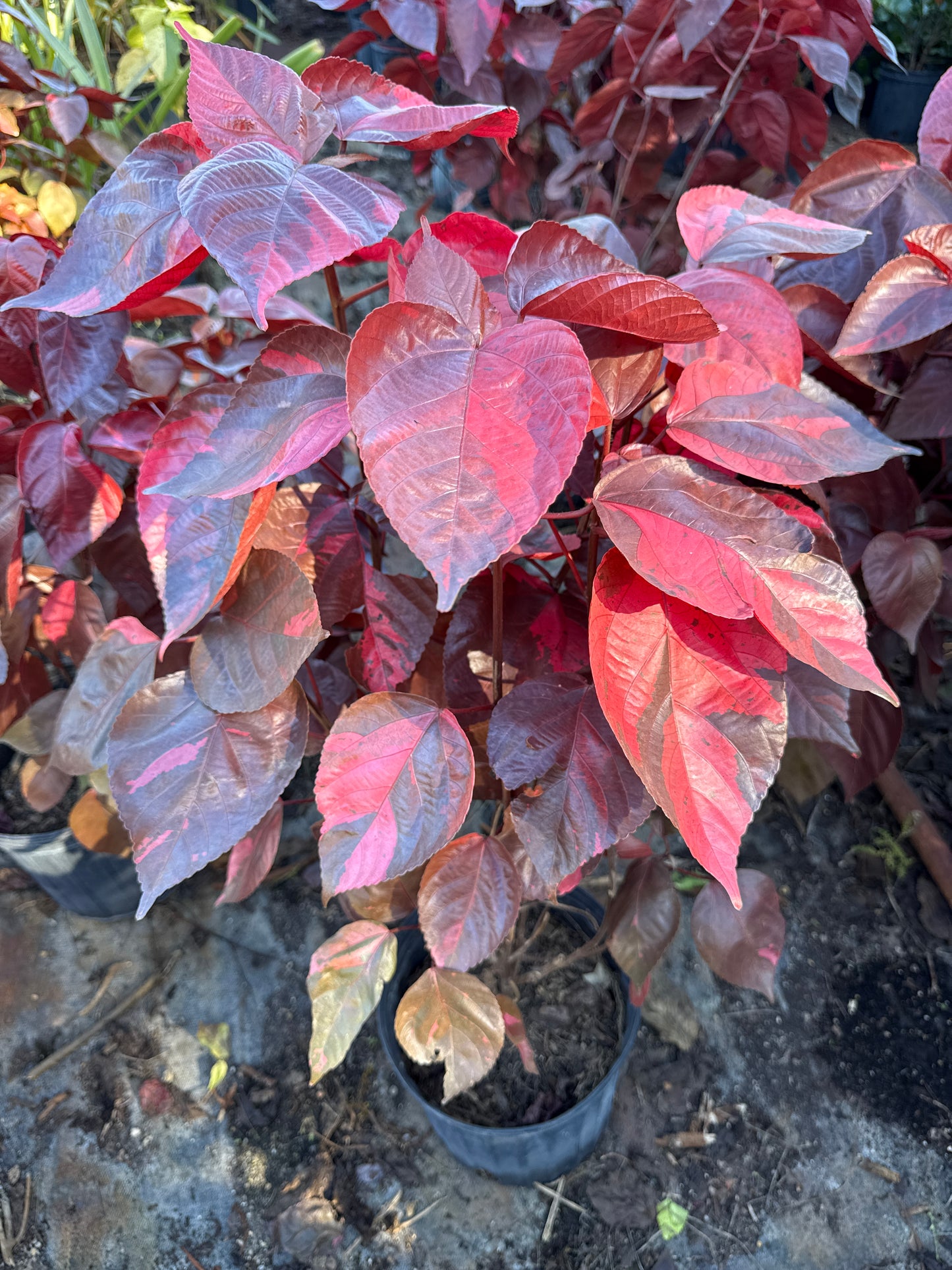 Copper Leaf/Dragon Leaf