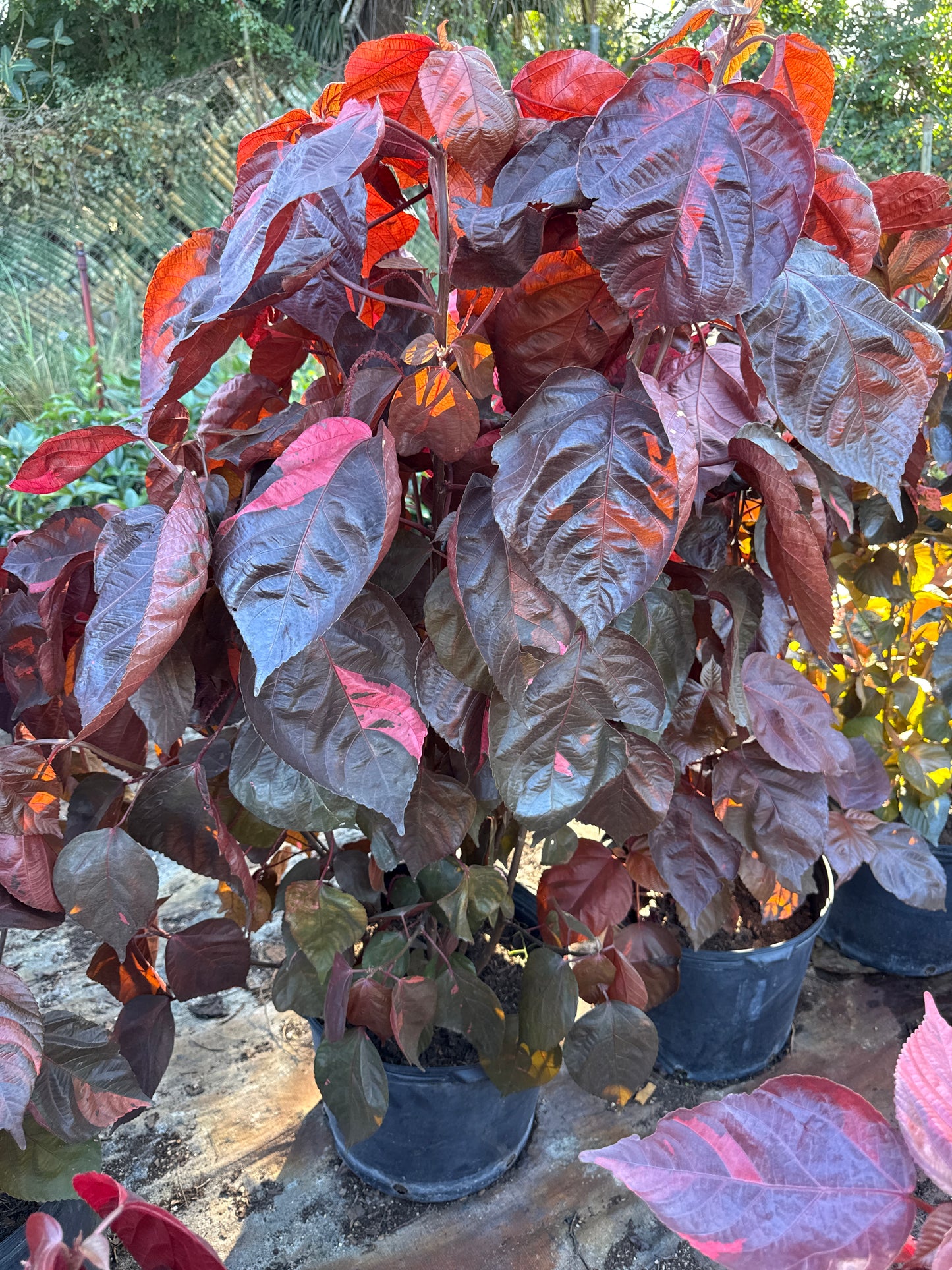 Copper Leaf/Dragon Leaf