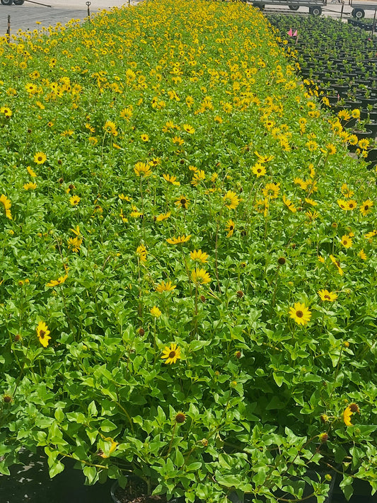 Dune Sunflower