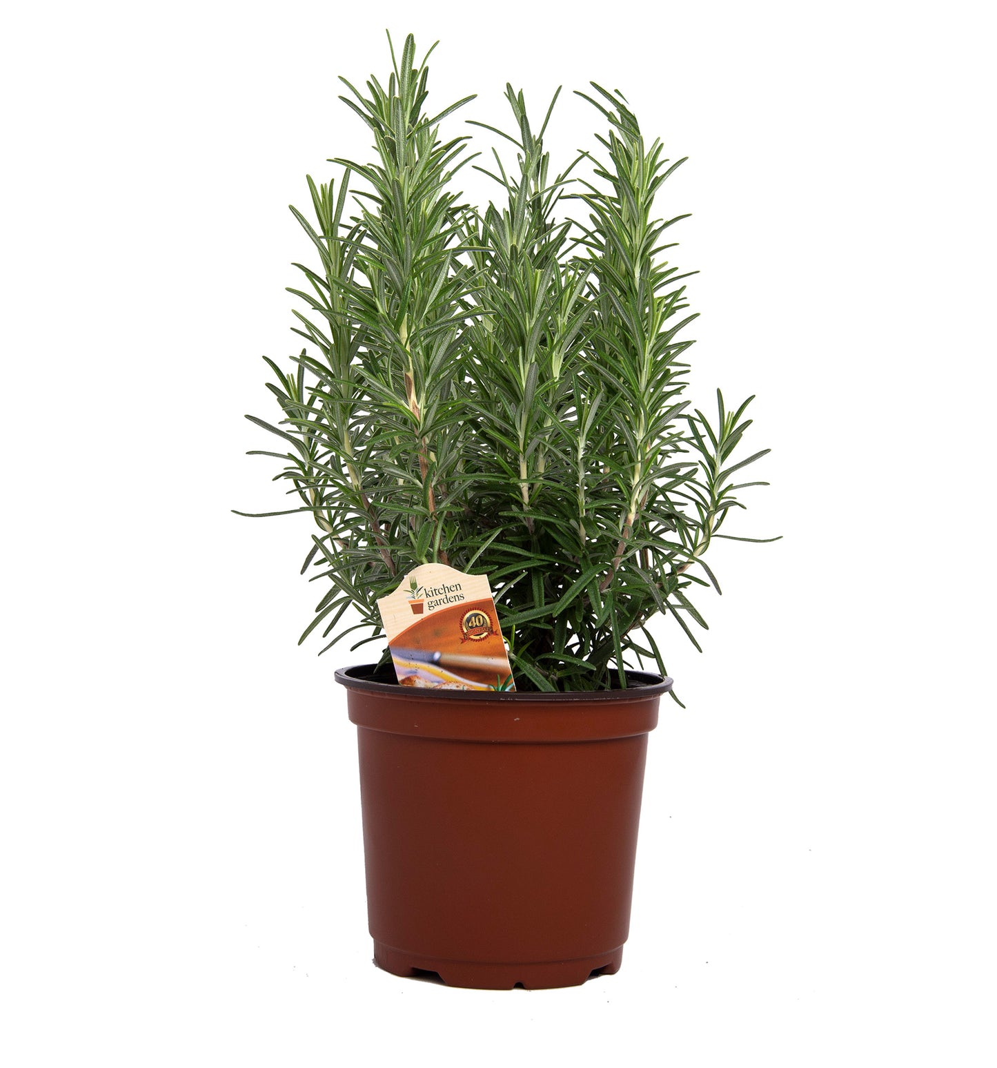 Herbs