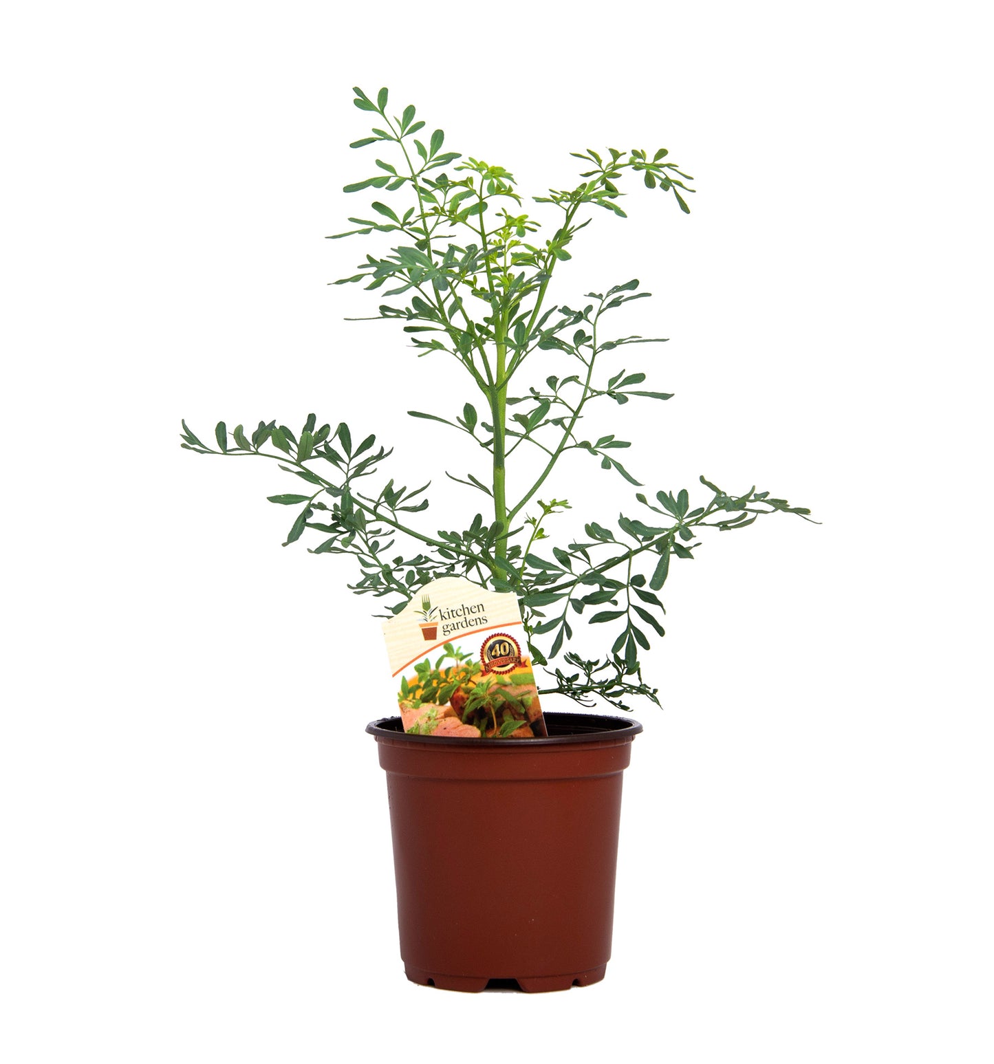 Herbs