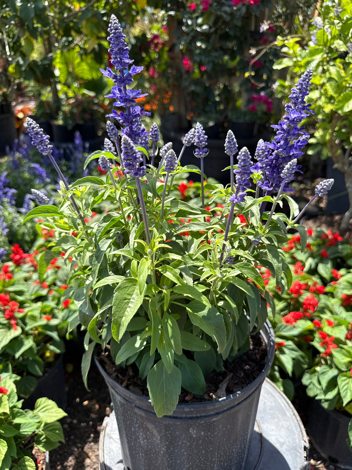 Salvia