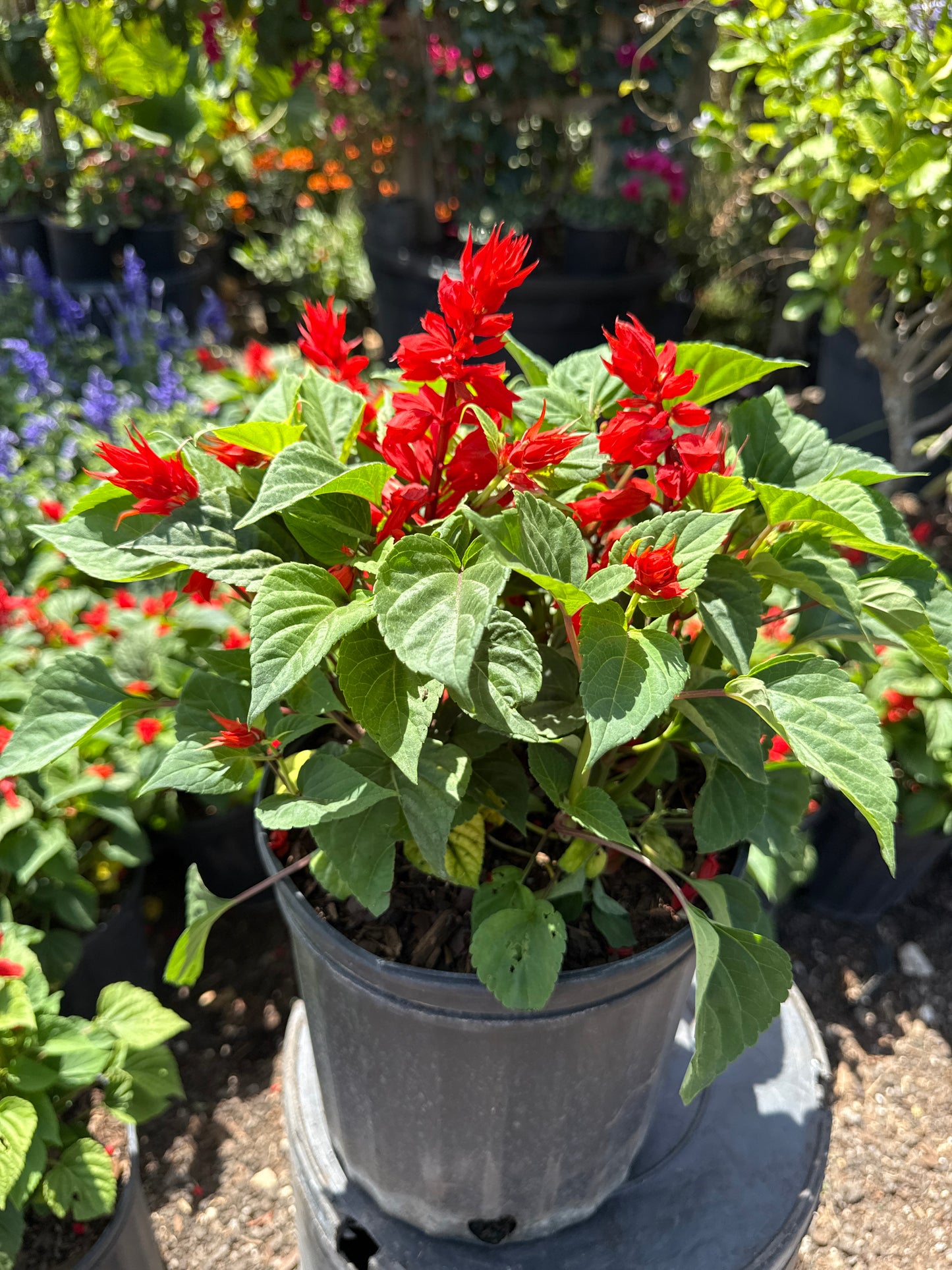 Salvia