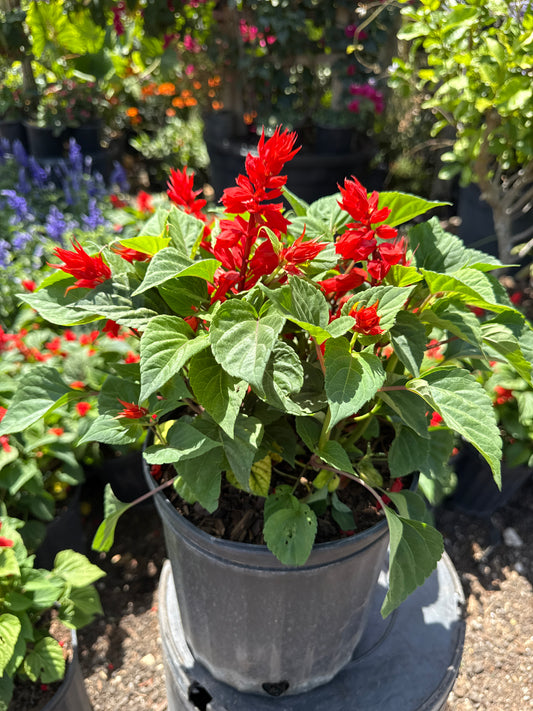 Salvia
