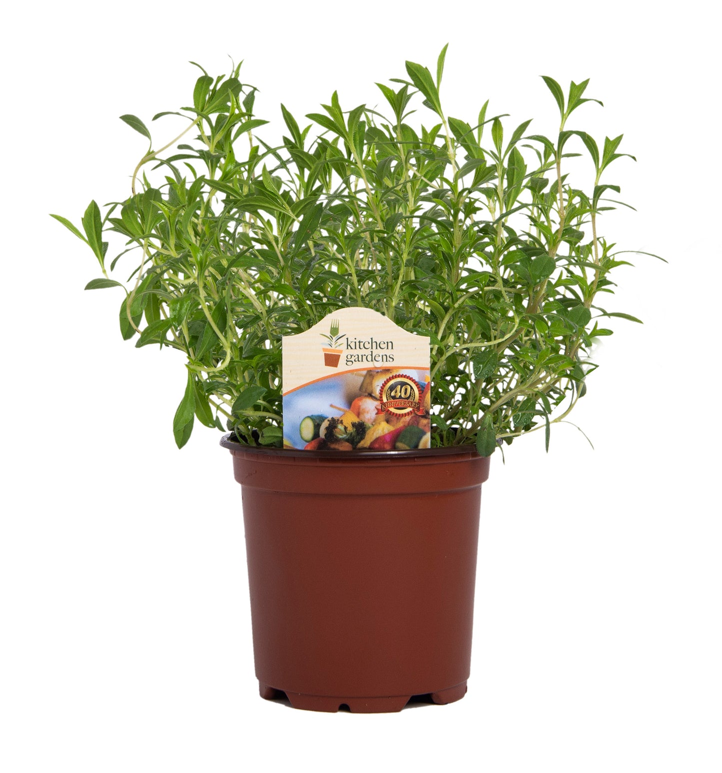 Herbs