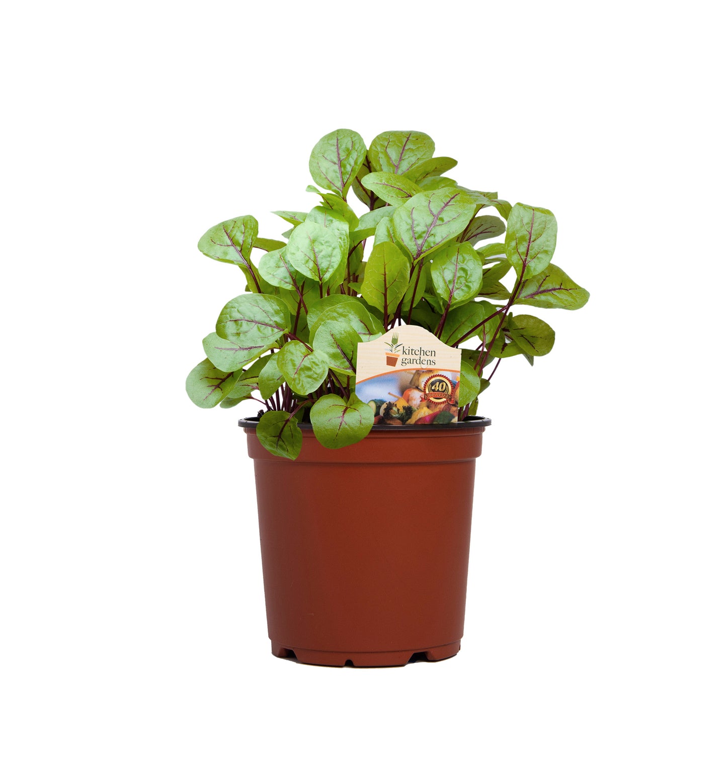 Herbs