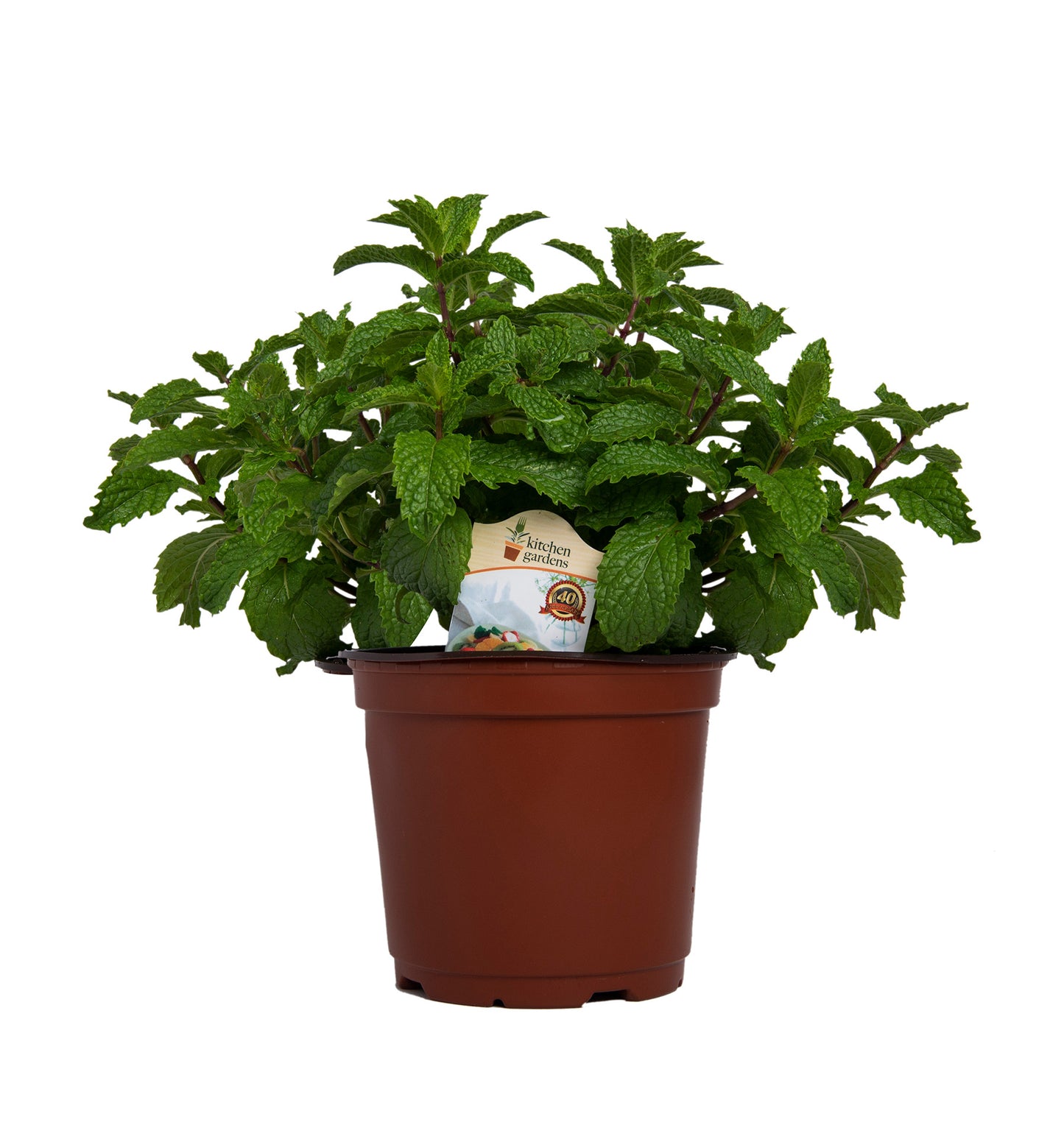 Herbs