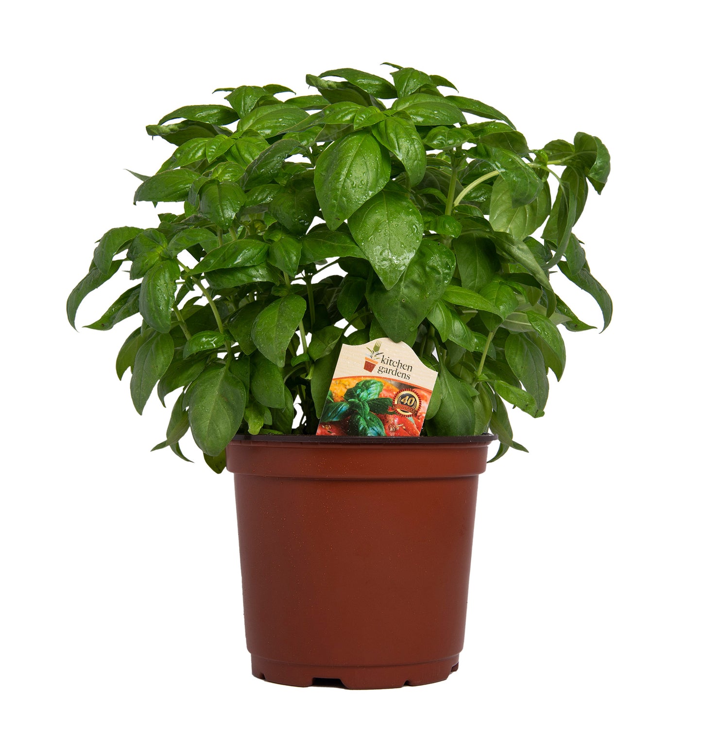 Herbs