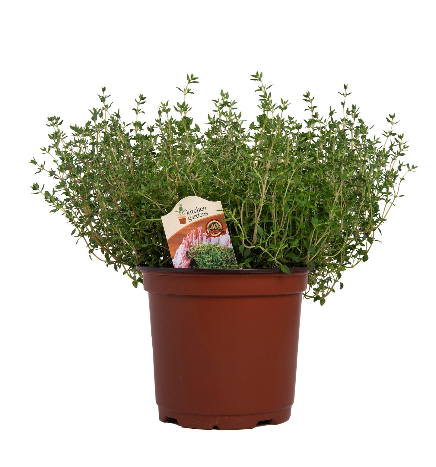 Herbs