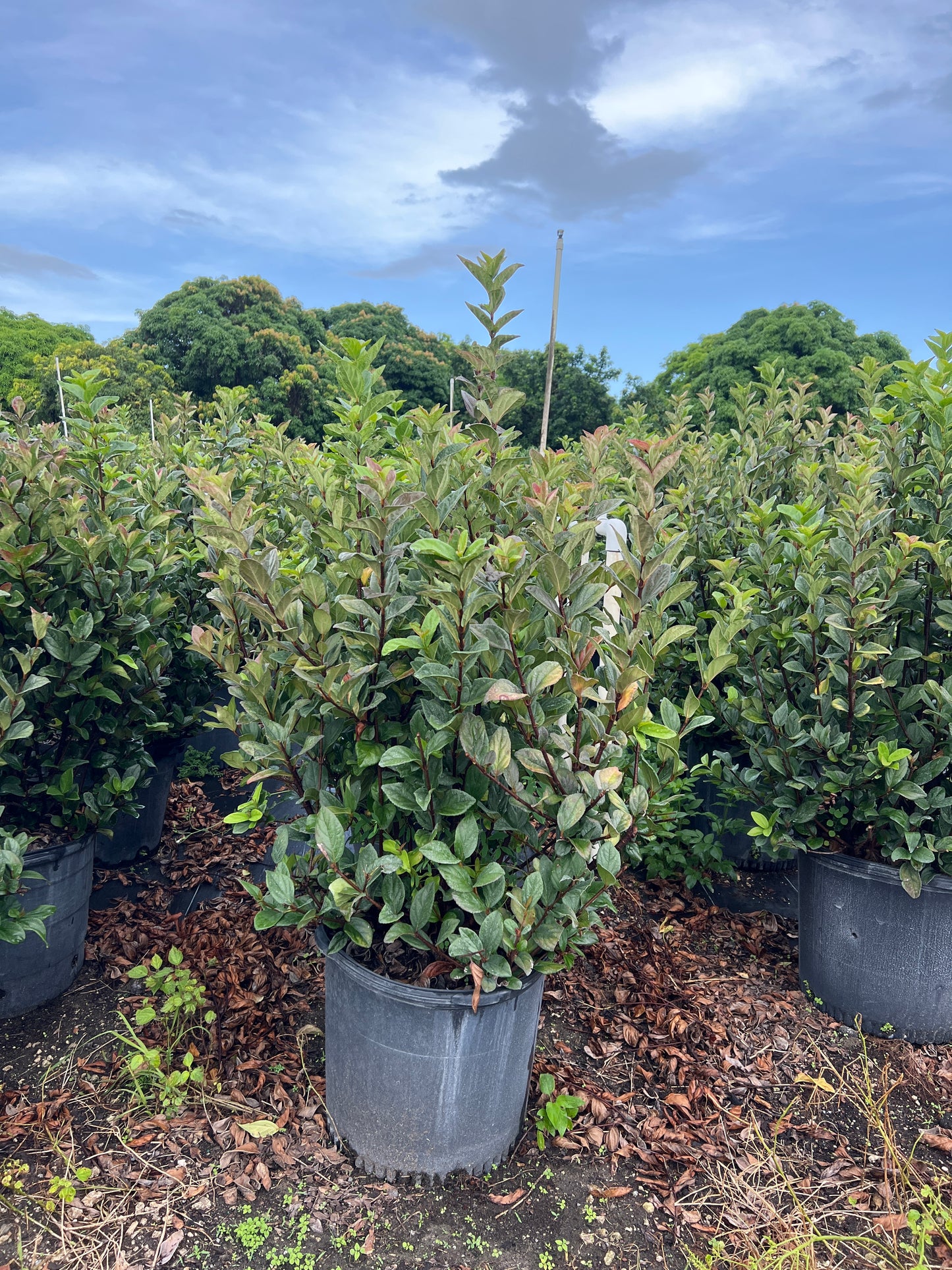 viburnum suspensum