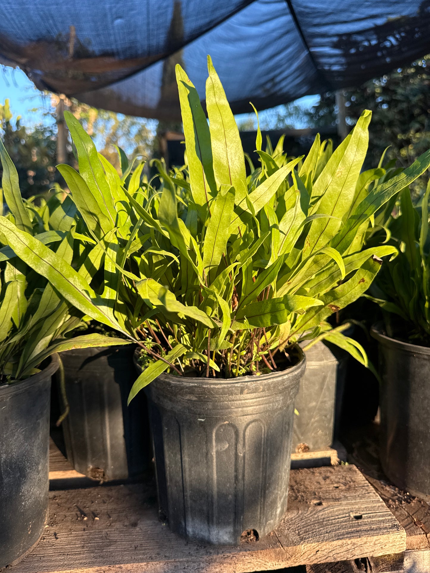 Wart Fern