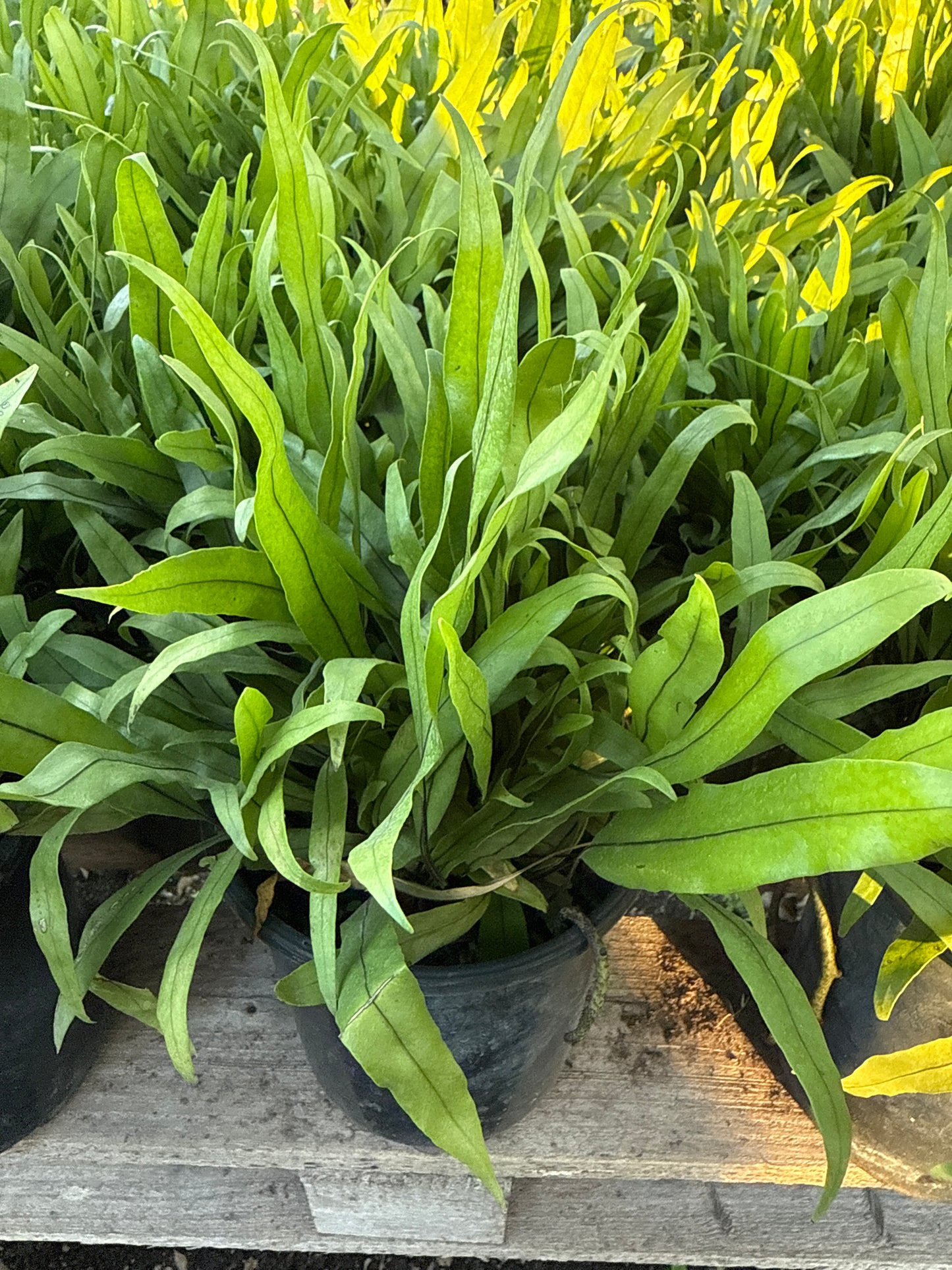 Wart Fern