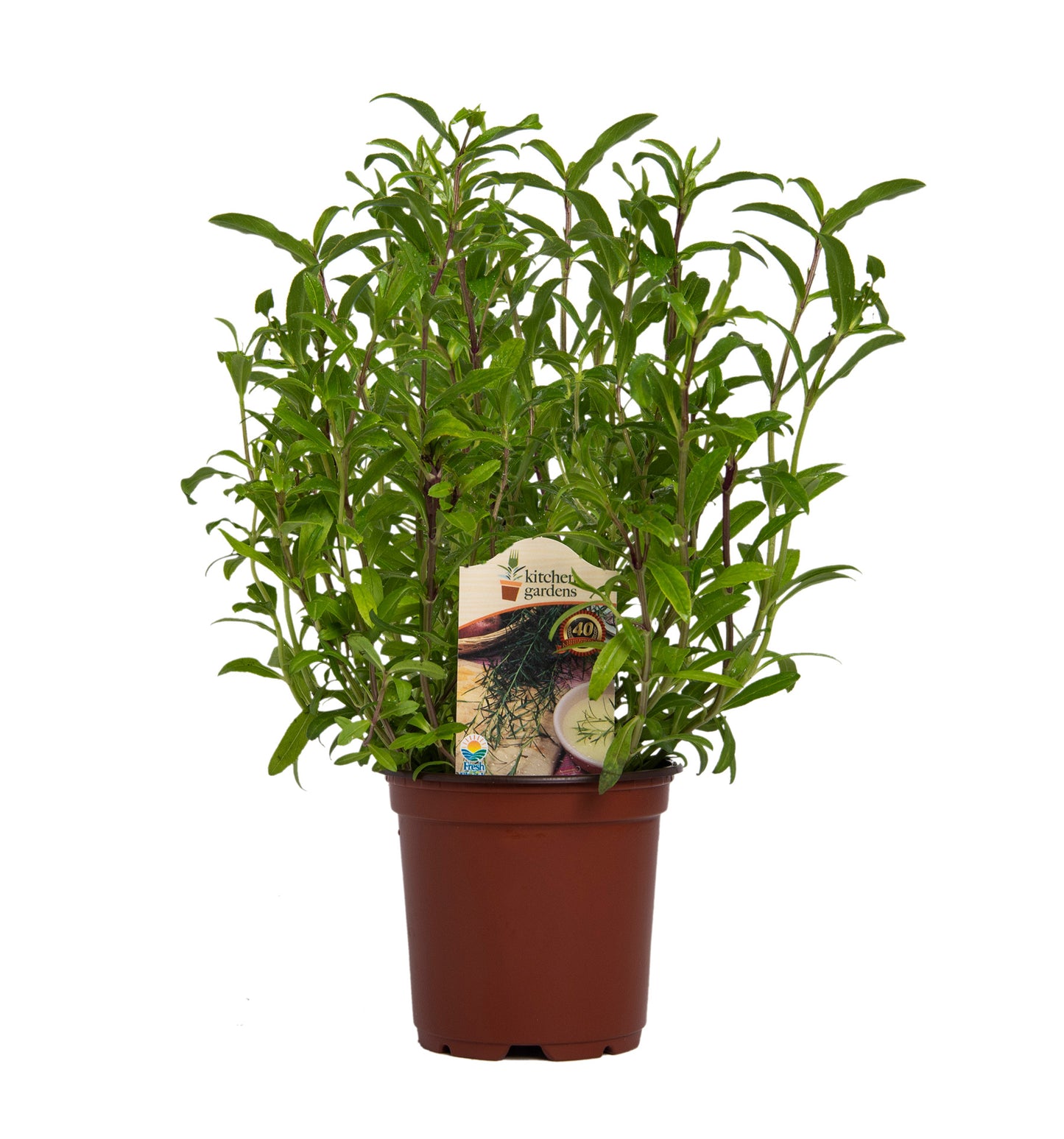 Herbs