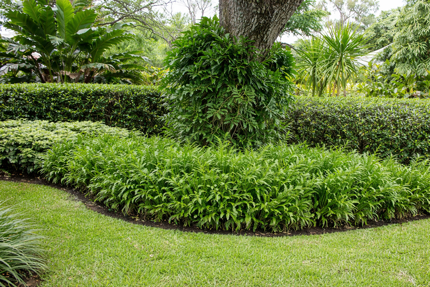 Wart Fern