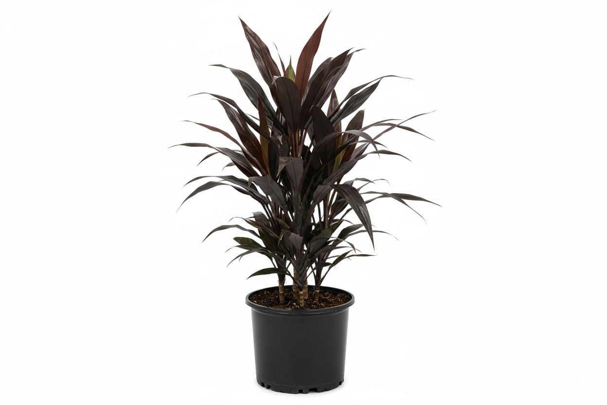 black magic ti sister plant in a 3 gallon container 
