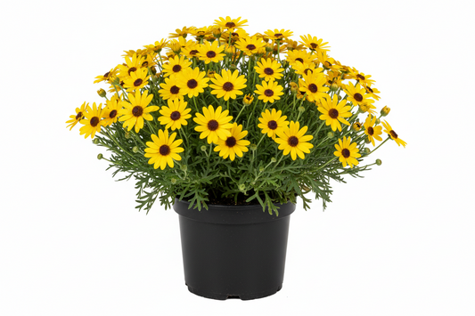 Bush Daisy