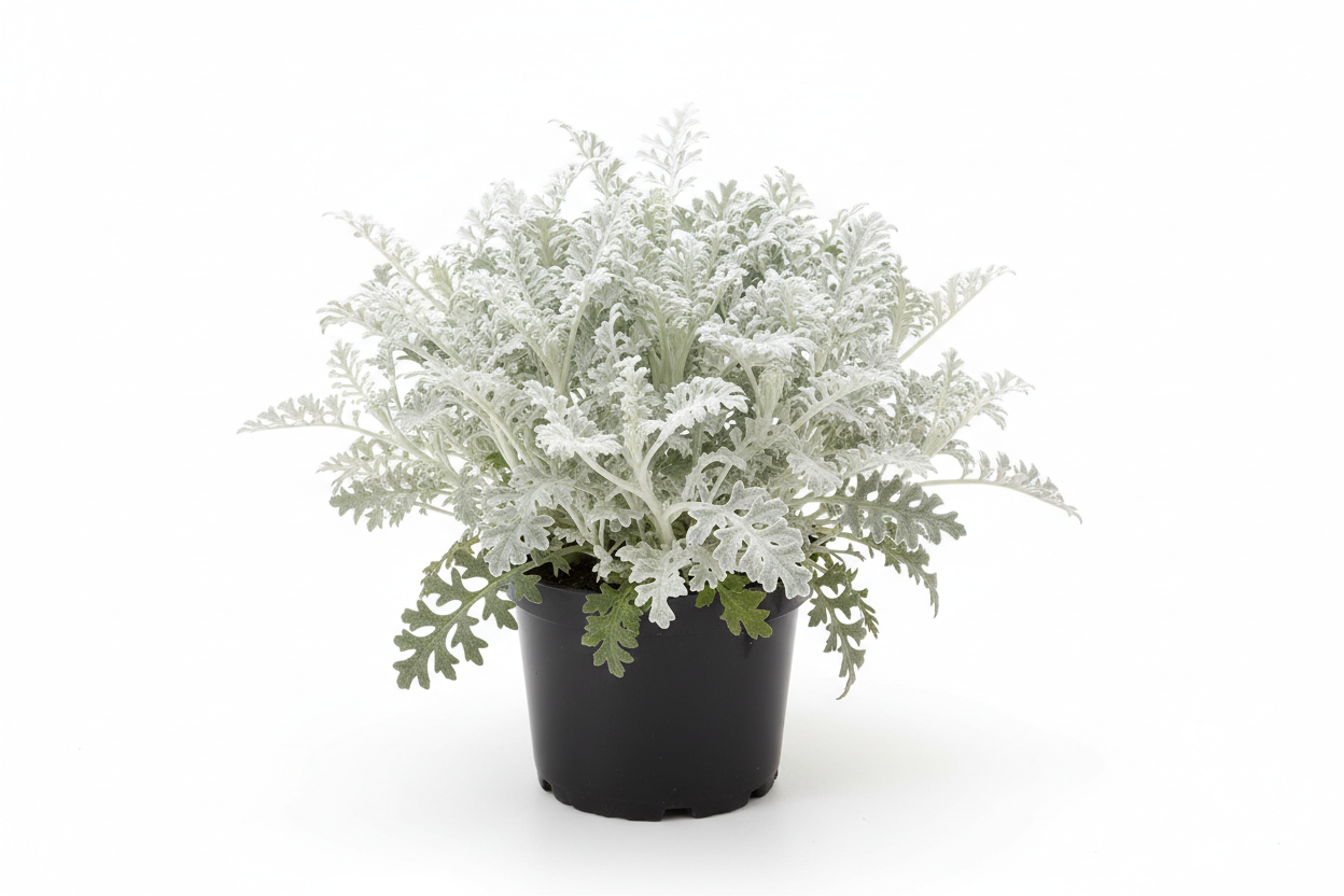 Dusty Miller