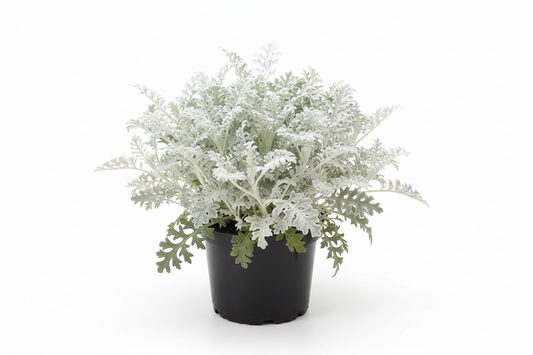 Dusty Miller