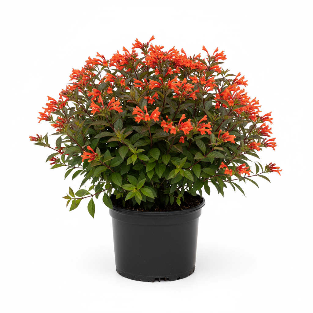give me a Hamelia patens 'Compacta' in a 3 gallon container 