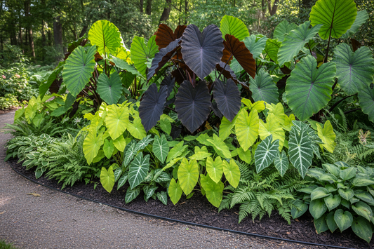 give me an image of elephant ear varieties in a landscaping setting 